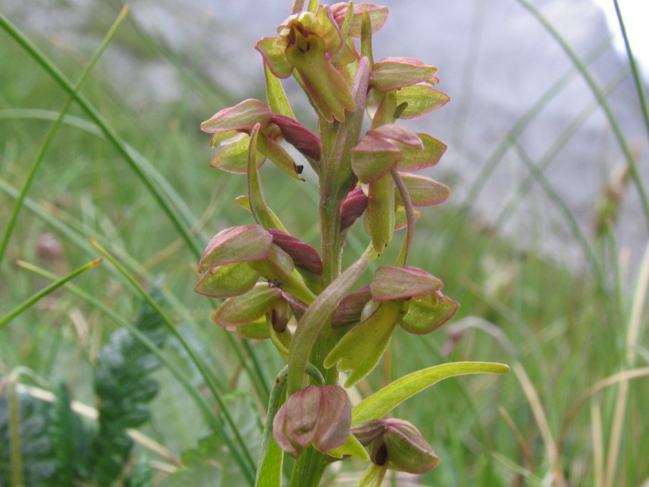 Кавказский биосферный заповедник Флора