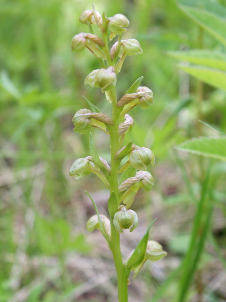 Заповедник Нургуш растительность