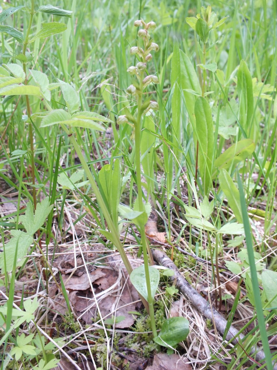 Ятрышничек Альпийский