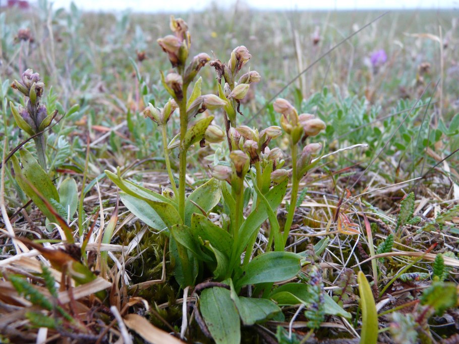 Пололепестник Орхидея