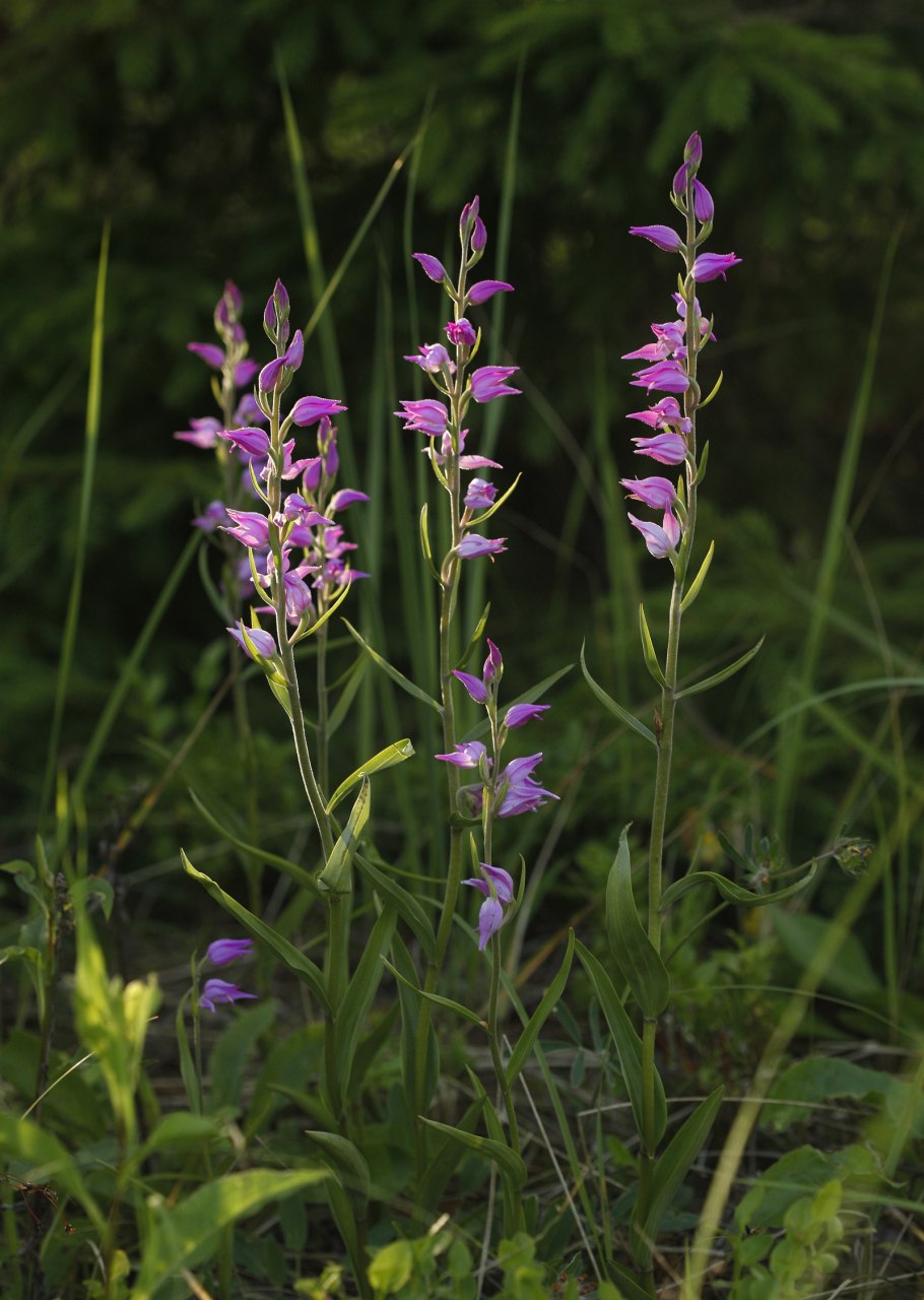Башмачок настоящий Плантариум