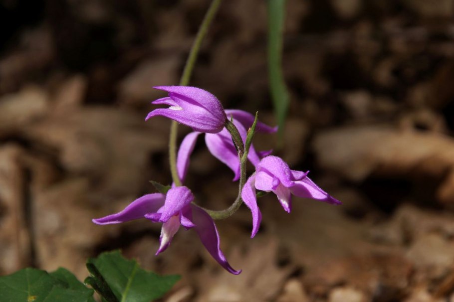 Штернбергия Клузиуса