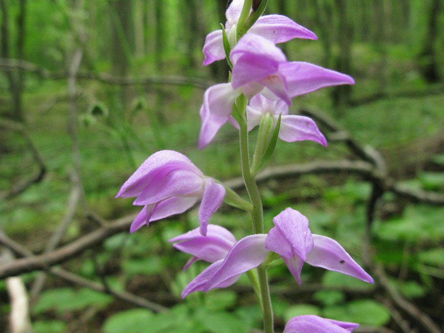 Пальчатокоренник Фукса
