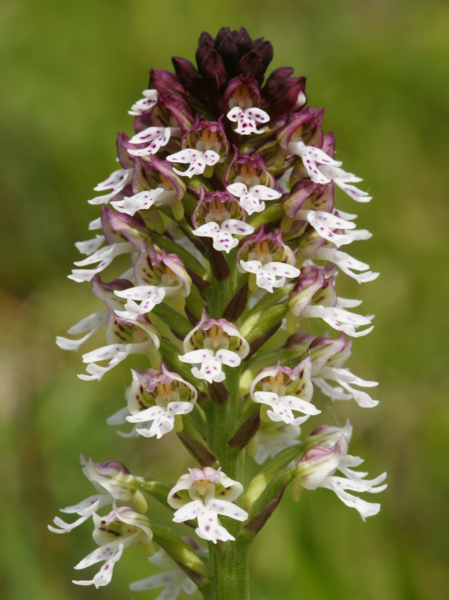 Herminium monorchis