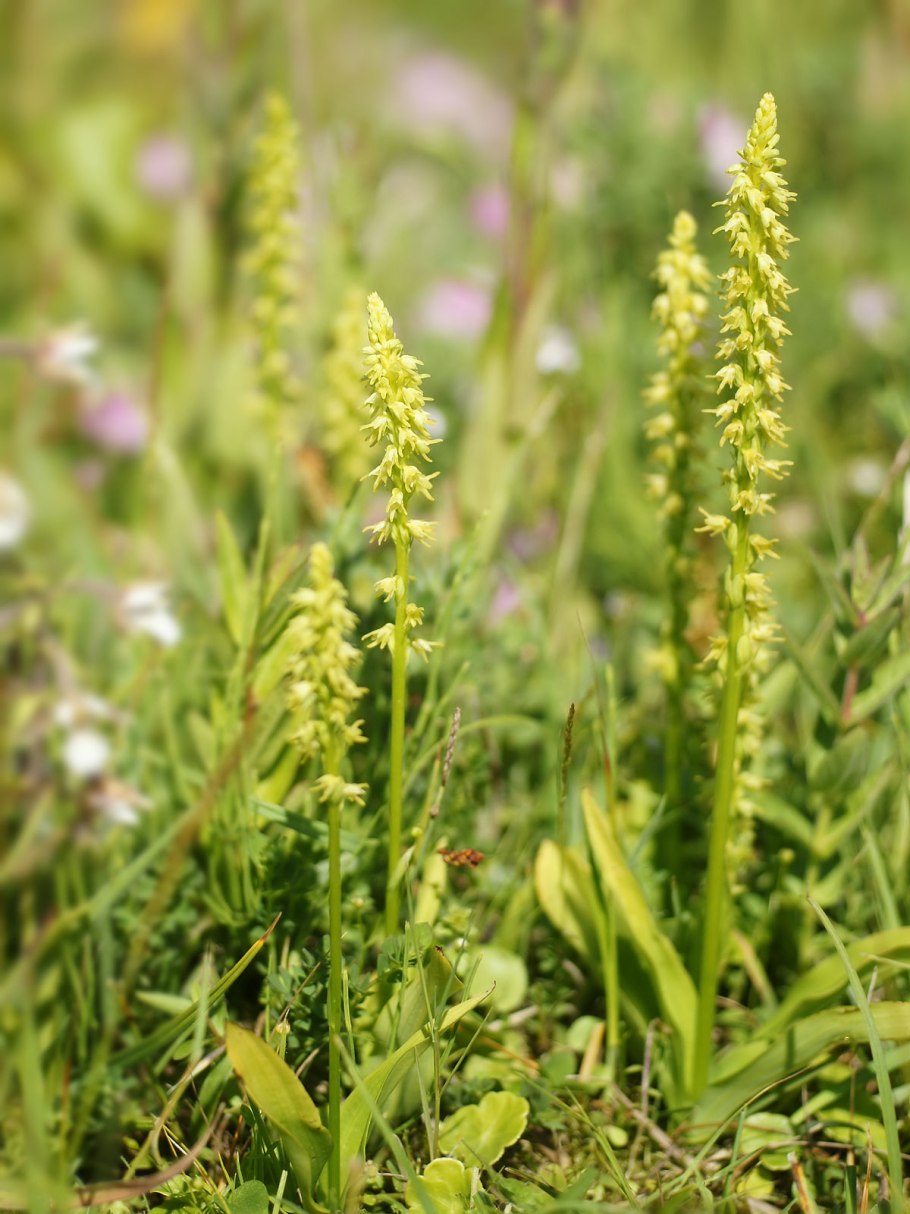 Бровник одноклубневый