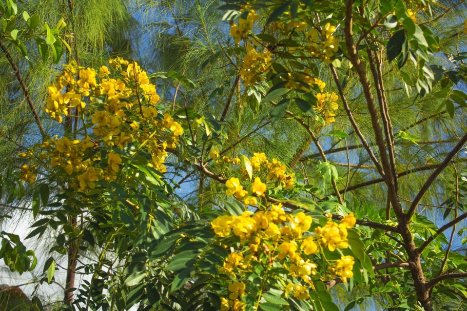 Cassia alata (Senna, Кассия, Сенна)