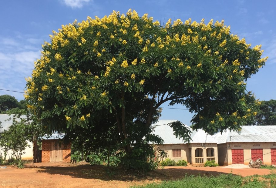 Палочка корицы сверху