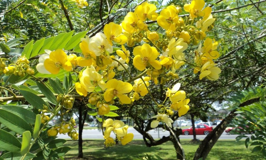 Цейлонская палочка корицы на белом фоне