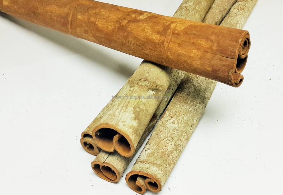 Кассия Западная (Cassia occidentalis