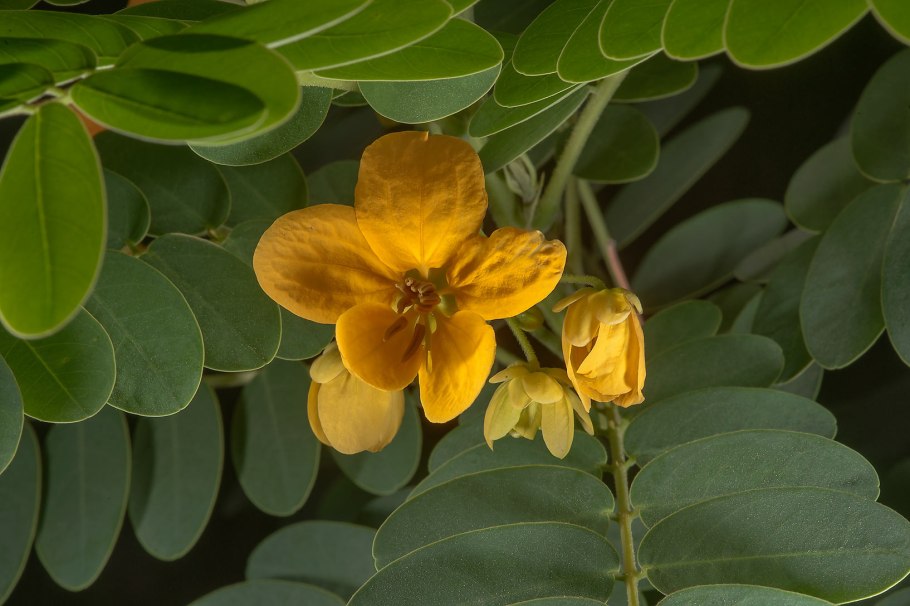 Малабарская корица