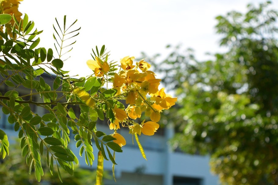 Кассия трубчатая «золотой дождь»