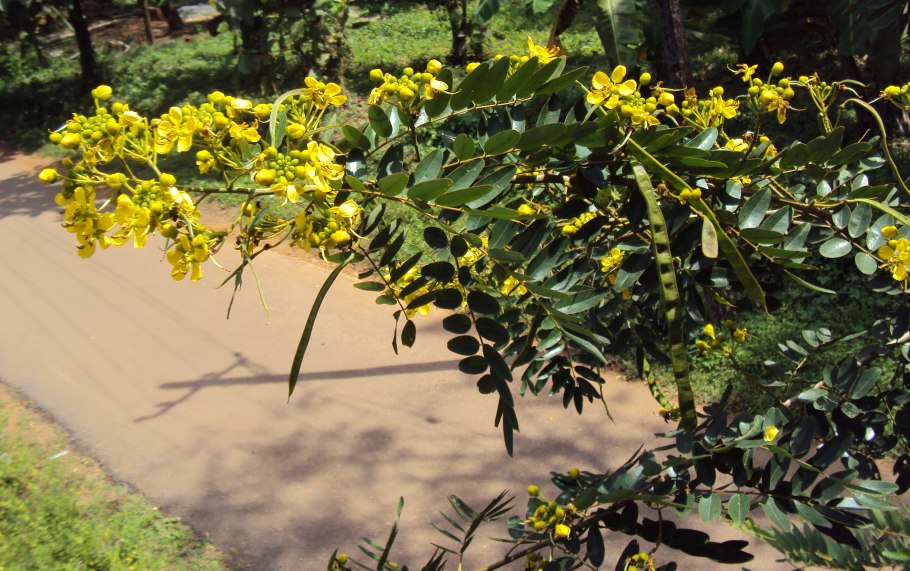 Кассия это Мимоза?