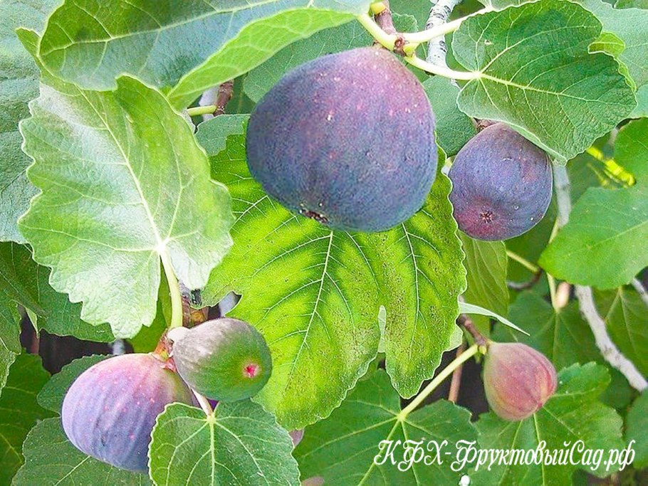 Инжир (Ficus carica)