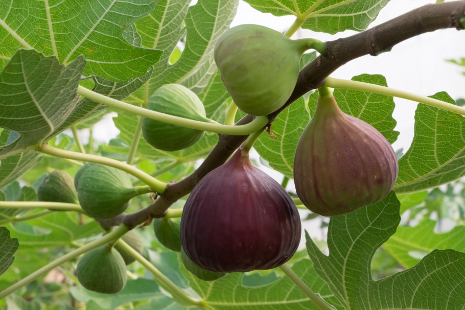 Фѝкус Карика, инжир – Ficus carica
