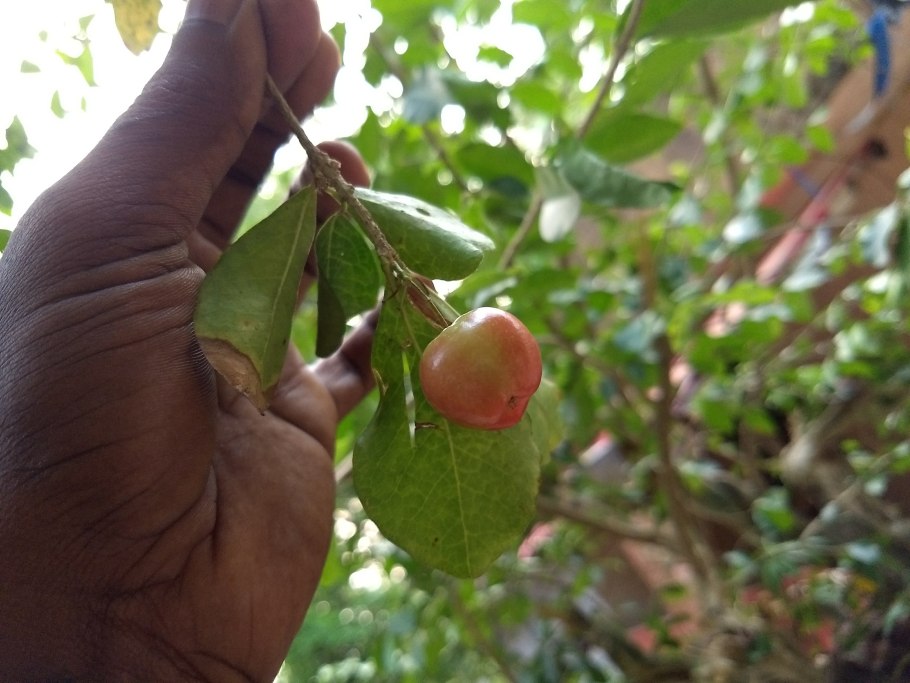 Мальпигия семена