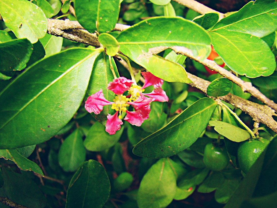 Мальпигия багряноносная