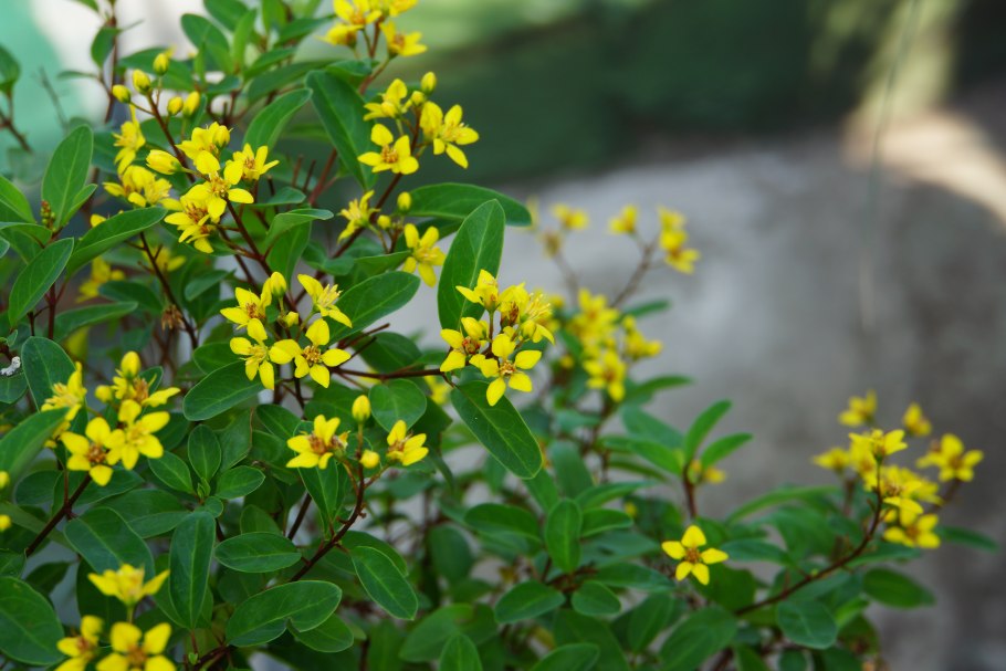 Ацерола барбадосская вишня