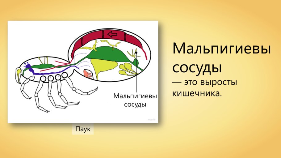 Вишня ацерола