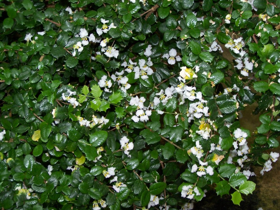 Строение Крылатки клена