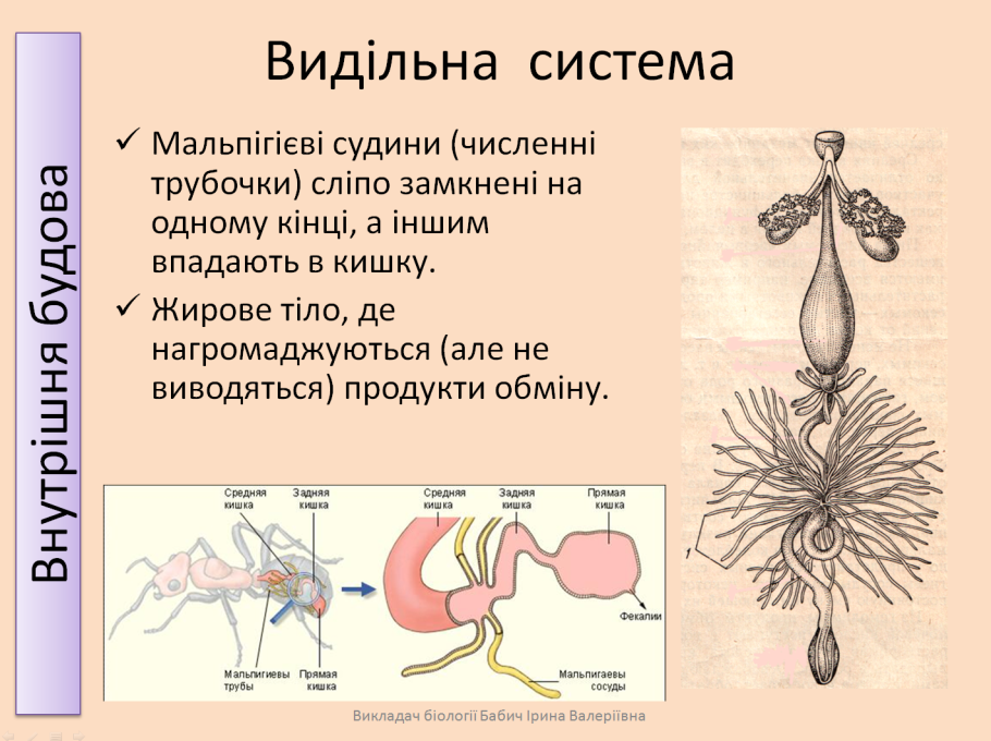 Карбюратор leader pz19jb