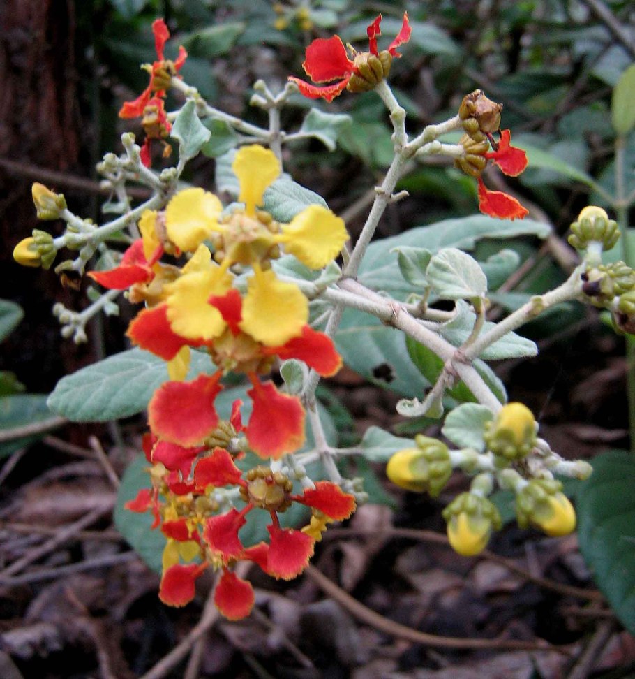 Acridocarpus orientalis.