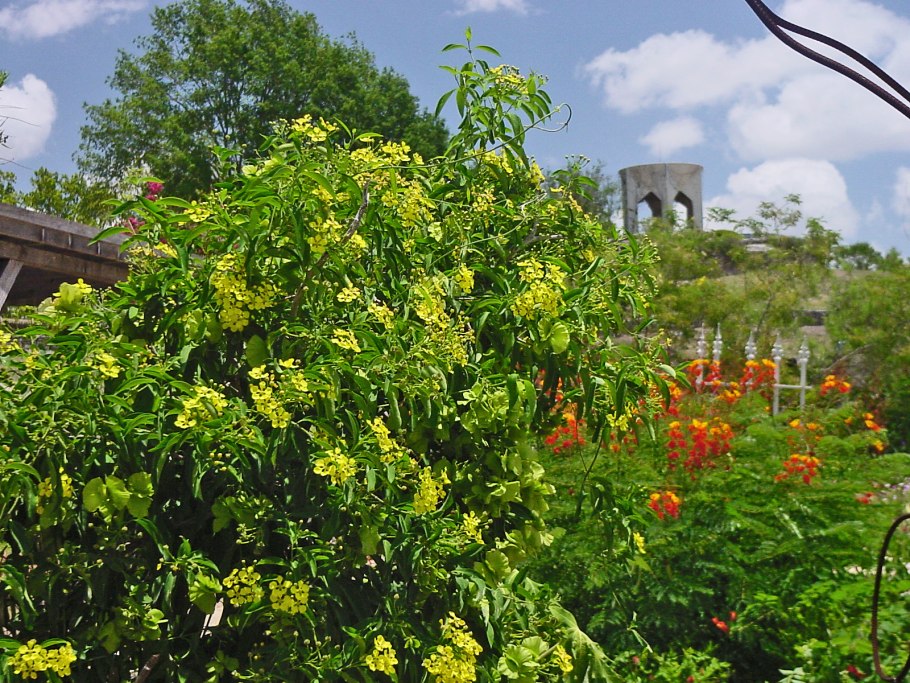 Tristellateia australasiae