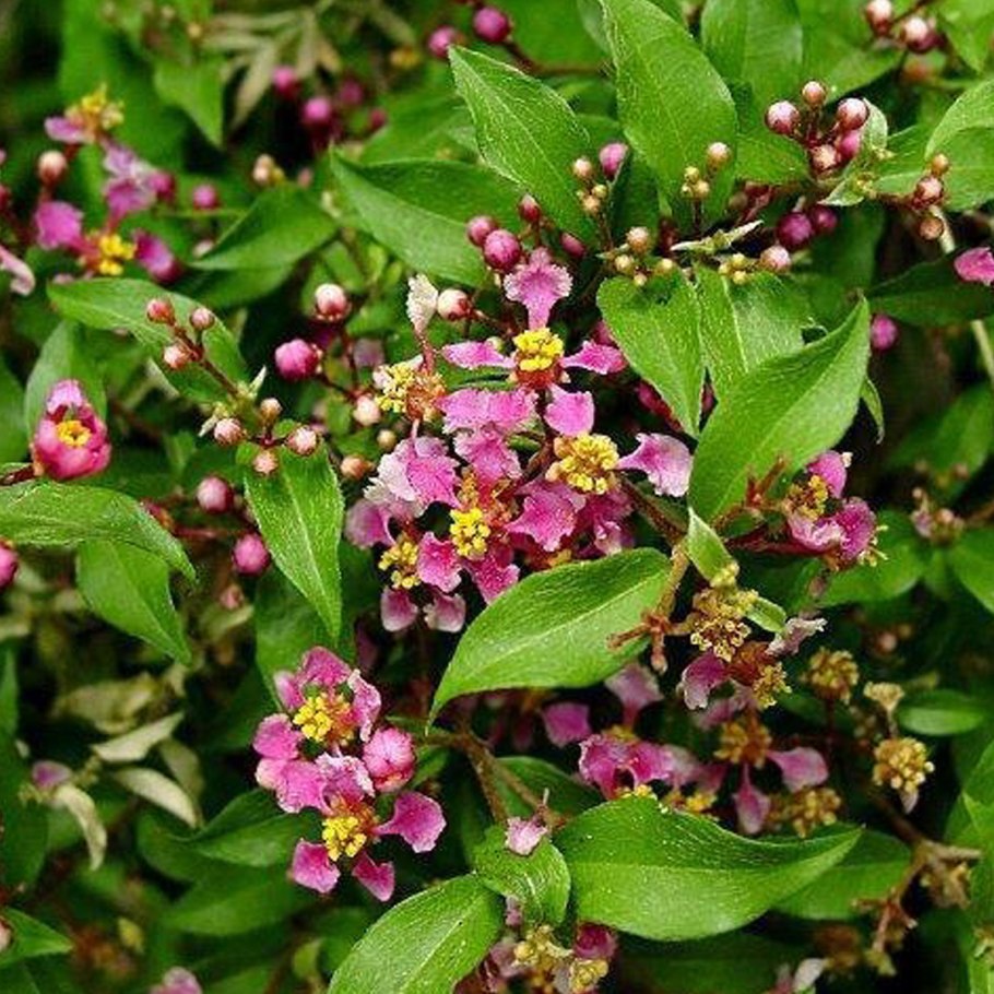 Мальпигия барбадосская вишня