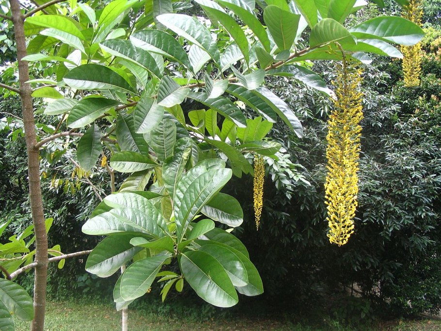 Мальпигиево тельце нефрона