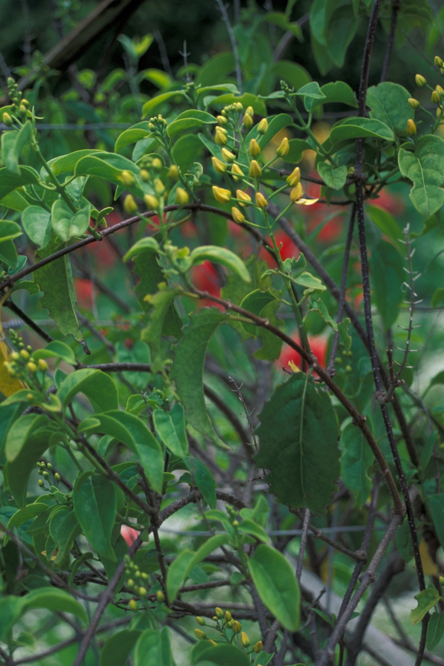 Hiptage benghalensis