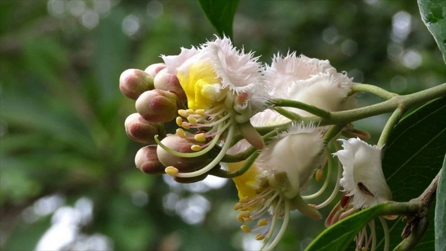 Цветок Мальпигия