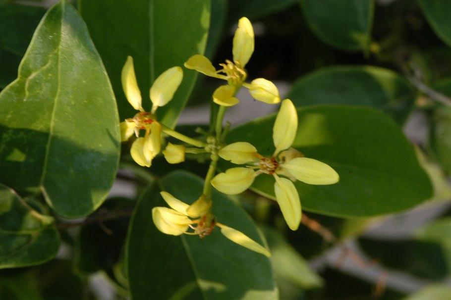 Растение Galphimia glauca