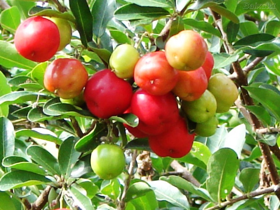 Мальпигия вариегатная