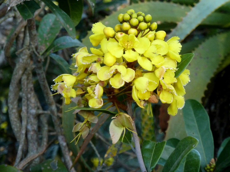 Tristellateia australasiae