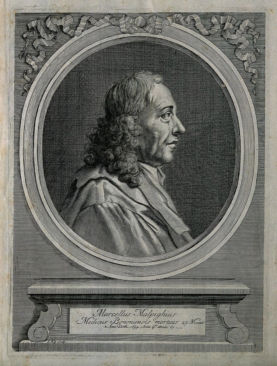 Дыхальца насекомых