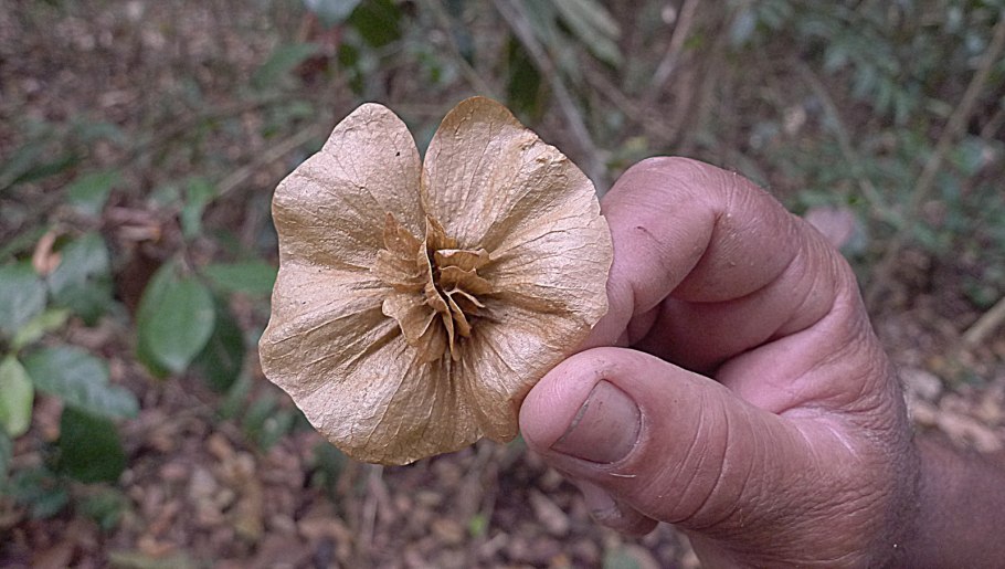 Пеллиония Аргентея
