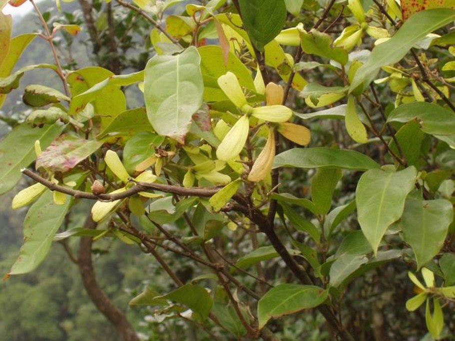 Hemolymph and Malpighian Tibules