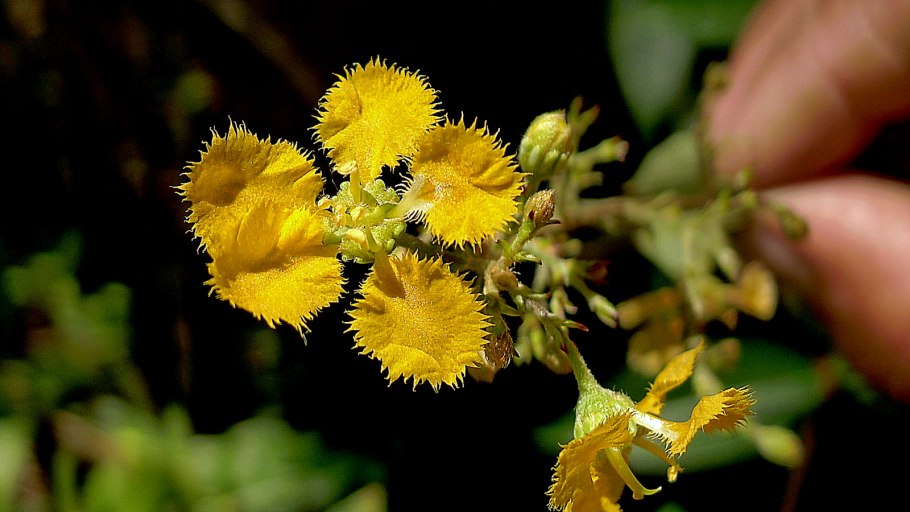 Гемолимфа пчел