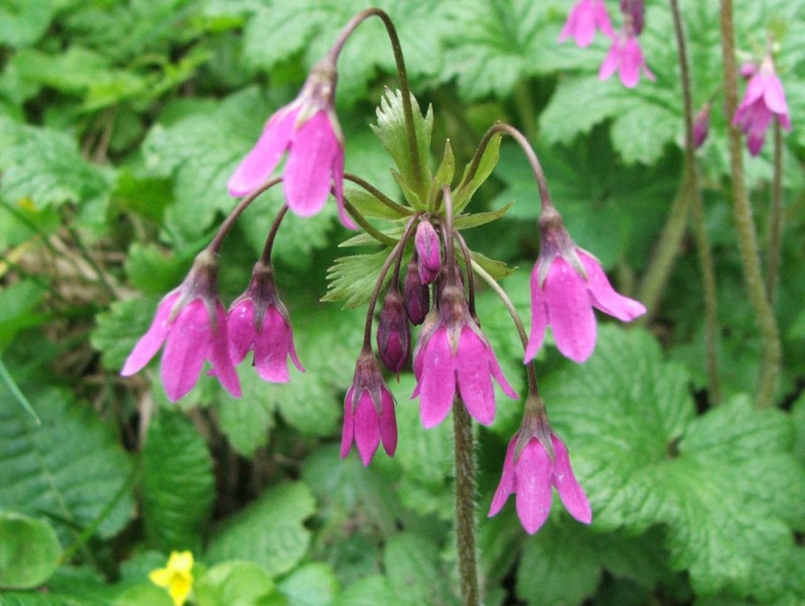 Кортуза Маттиоля