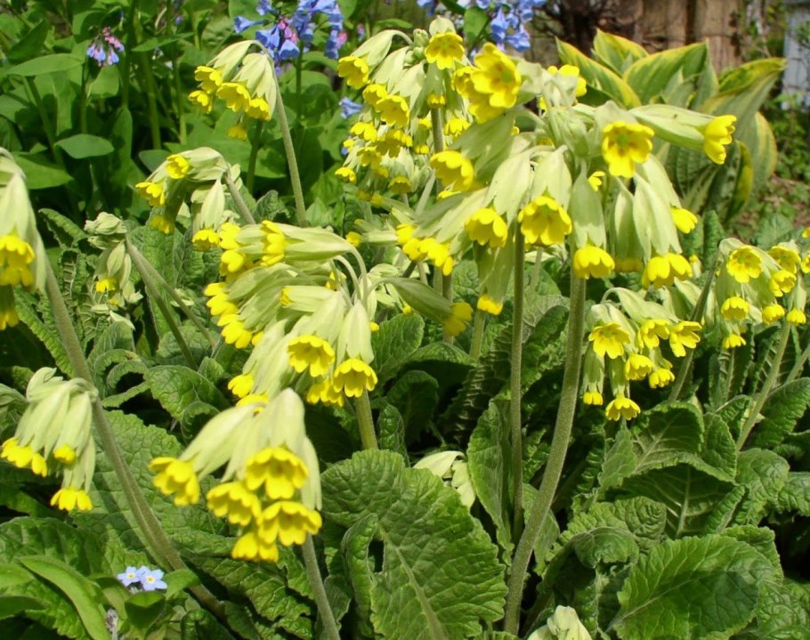 Первоцвет прострел