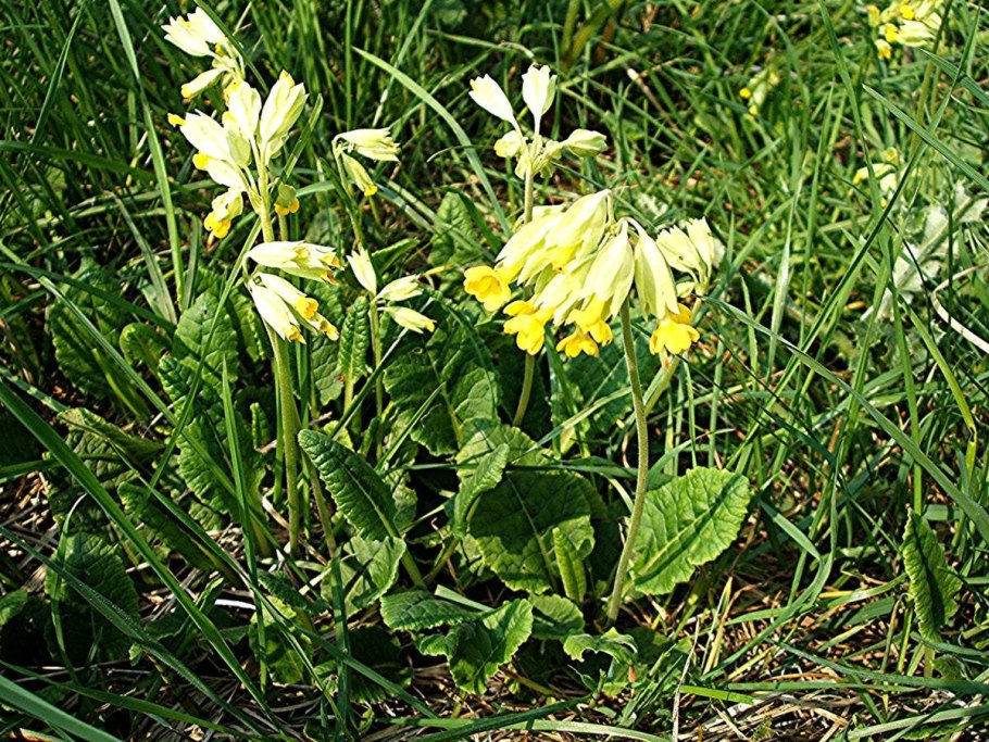 Весенние цветы первоцветы