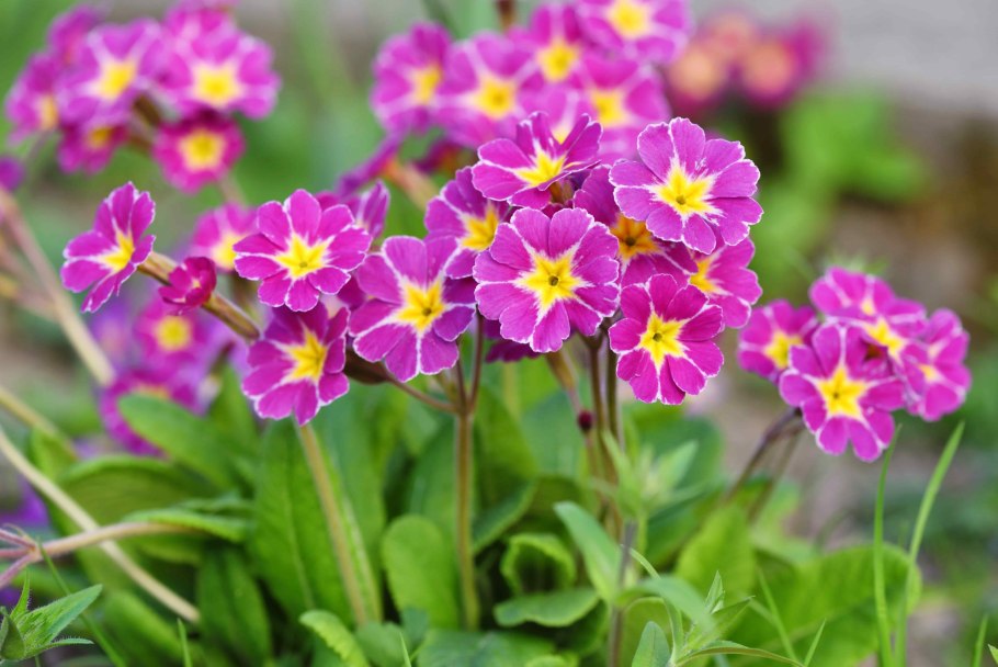 Примула первоцвет весенний