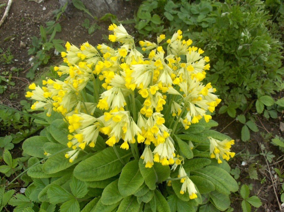 Первоцвет весенний ботаника