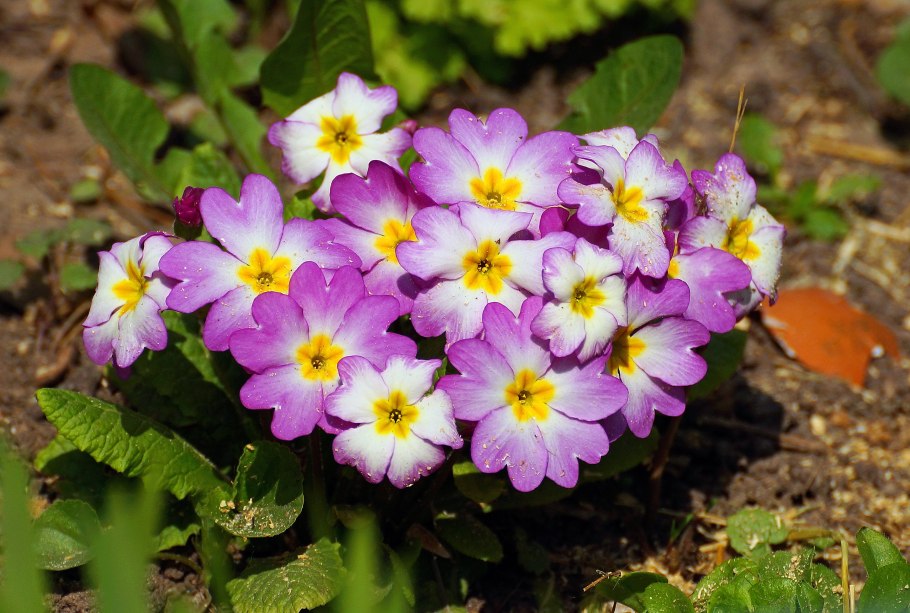 Фиалка душистая (Viola odorata &#96;Konigin Charlotte&#96;)