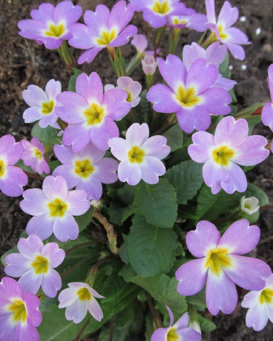 Подснежники пушкиния