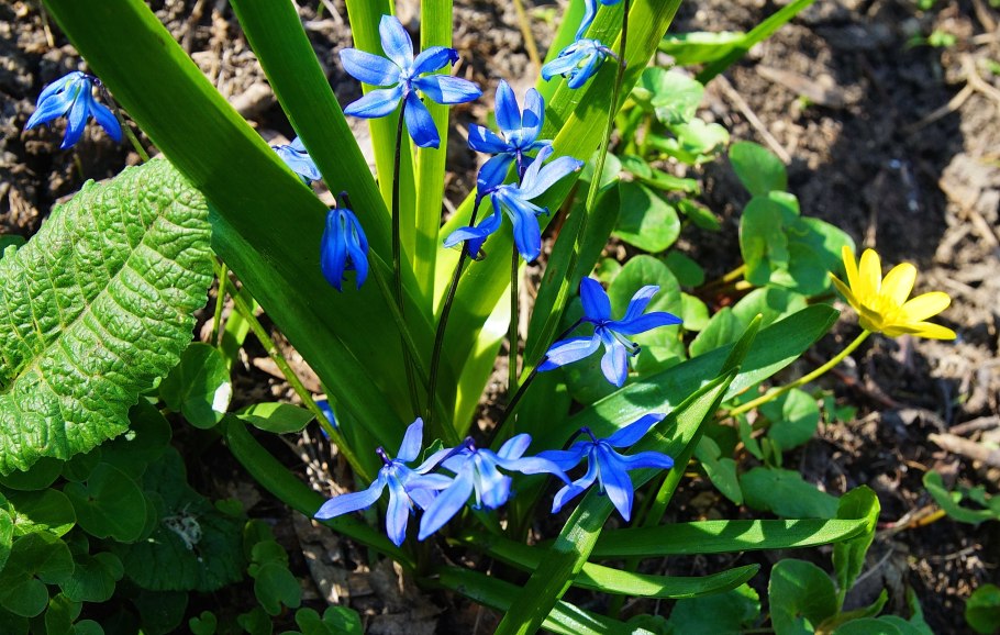 Пролеска сибирская