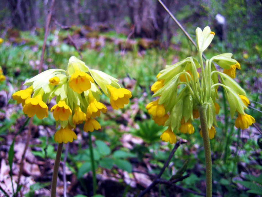 Примула остролистная