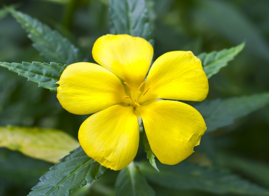 Растение Дамиана Тернера раскидистая