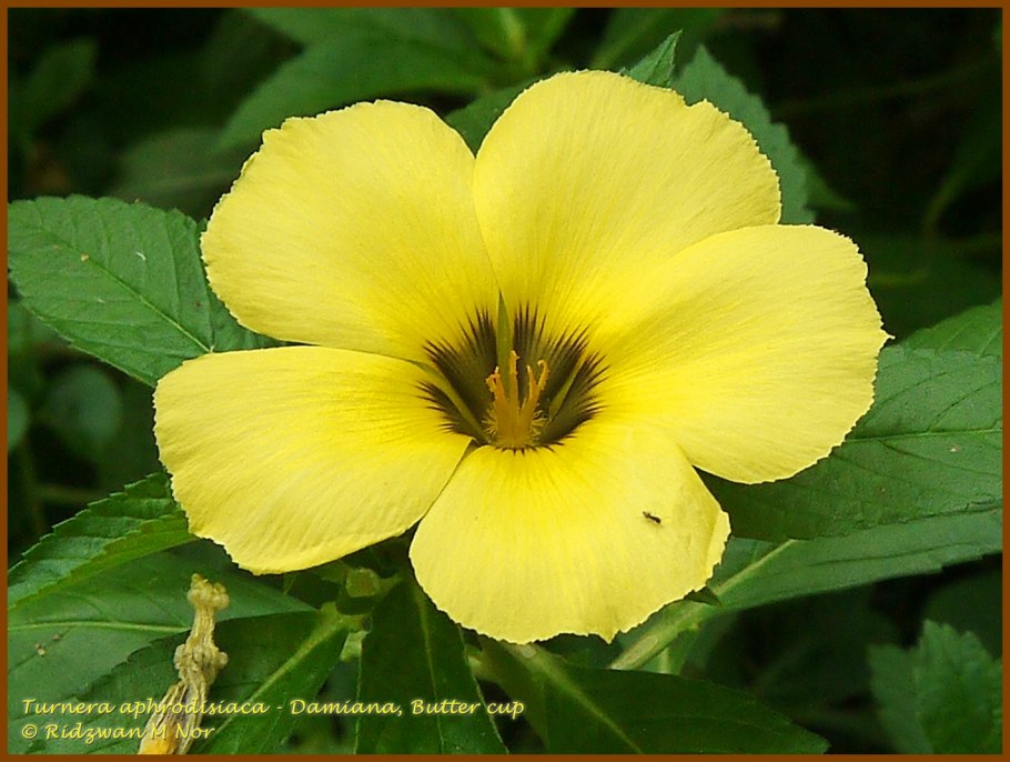 Тернера растение