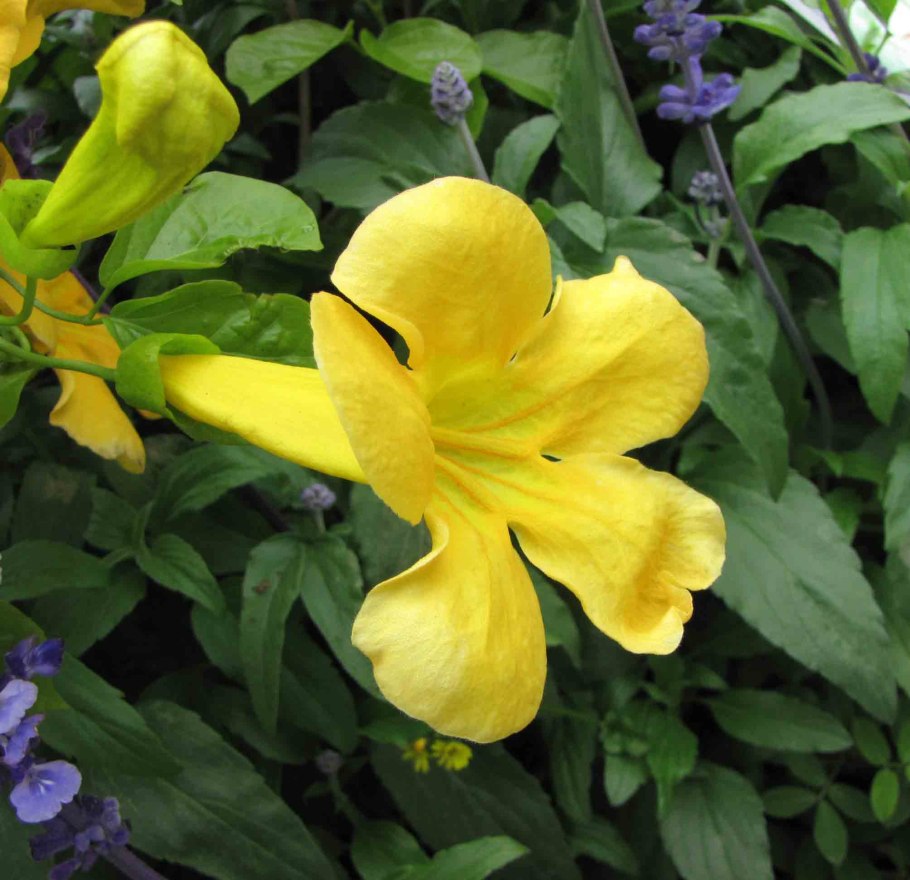 Цветы Макфадиена когтеноская