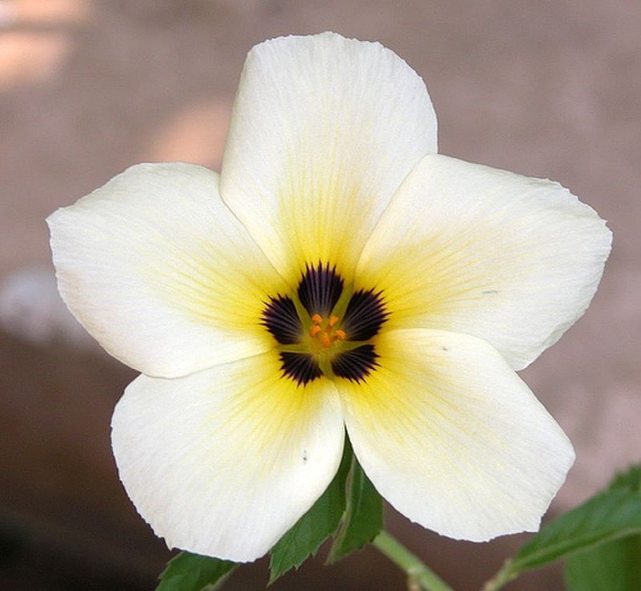 Тернера цветок